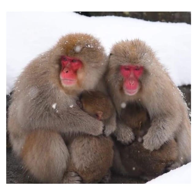 From Tokyo/Nagano: Luxury Snow Monkey Private Full-Day Tour - Lunch, Tickets, and What You Still Need to Plan