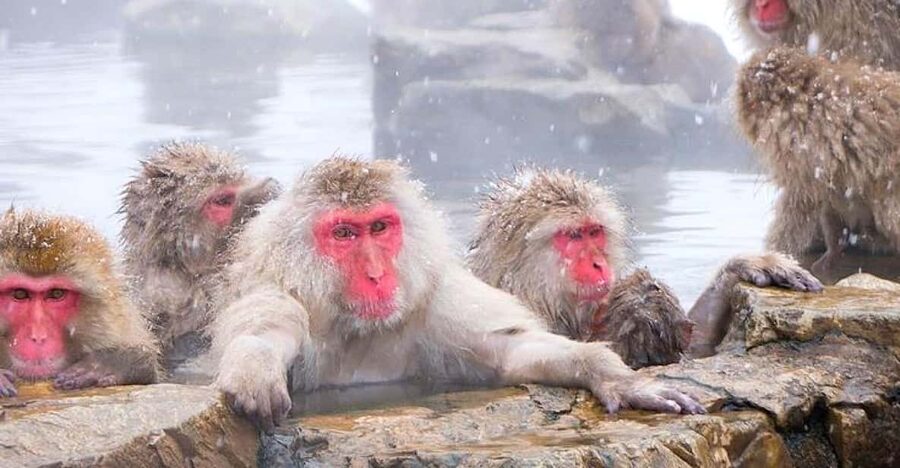 From Tokyo/Nagano : Private Snow Monkeys Park Full Day Trip - Matsushiro Castle Ruins: History Without the Pressure