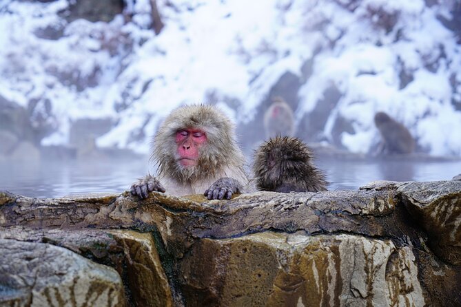 From Tokyo: Nagano Snow Monkey Park Private Tour - Key Things to Know Before You Go