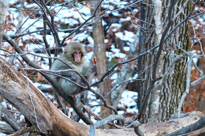 From Tokyo: Nagano Snow Monkey Park Private Tour - Private Door-to-Door from Tokyo to Nagano