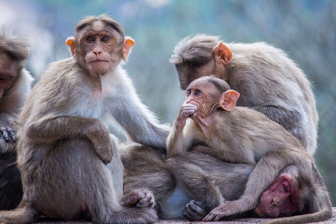 From Tokyo: Nagano Snow Monkey Park Private Tour - Shibu Onsen Stop: A 40-Minute Hot Spring Reset