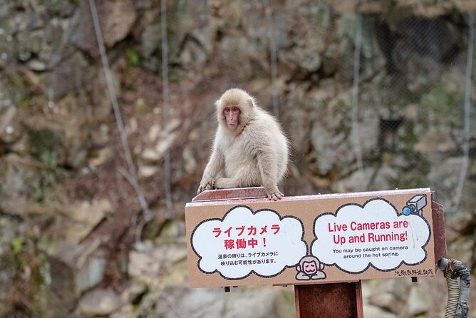 From Tokyo: Nagano Snow Monkey Park Private Tour - Timing, Weather, and What Changes Your Snow Monkey Chances