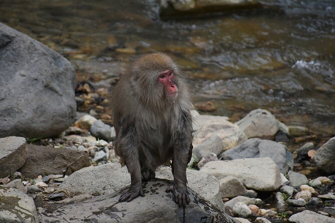 From Tokyo: Nagano Snow Monkey Park Private Tour - Zenkoji Temple: Underground Passage and the Key to Paradise