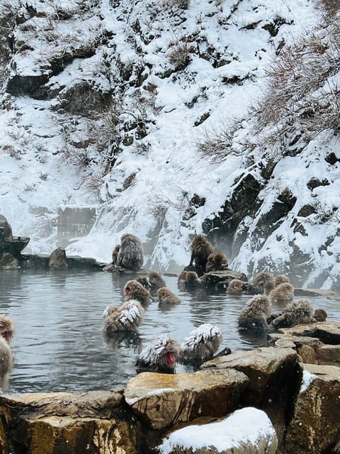 From Tokyo: Nagano Snow Monkey Park Zenkoji Temple Day Trip - What Makes This Day Trip Worth Your Time?