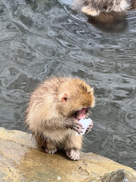 From Tokyo: Nagano Snow Monkey Park Zenkoji Temple Day Trip - Key Points at a Glance