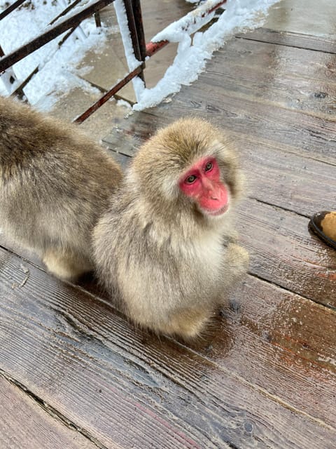 From Tokyo: Nagano Snow Monkey Park Zenkoji Temple Day Trip - Door-to-Door Pickup and an English Driver You Can Actually Ask Questions