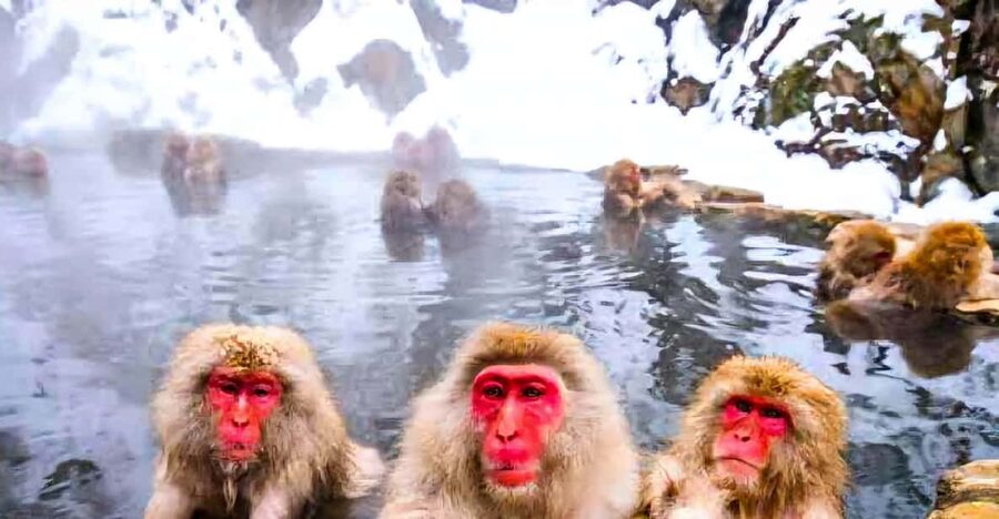From Tokyo: Nagano Snow Monkey Park Zenkoji Temple Day Trip - Jigokudani Monkey Park: Up Close With the Hot Spring Steam