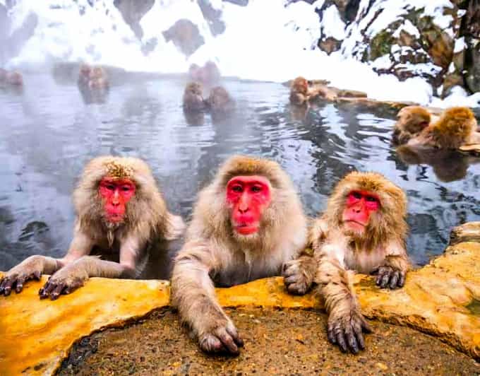 From Tokyo: Nagano Snow Monkey Park Zenkoji Temple Day Trip - Obuse Old Town: A Traditional Stop That Turns Into a Food Crawl