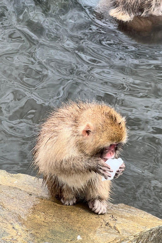 From Tokyo: Nagano Snow Monkey Park Zenkoji Temple Day Trip - One Day, Several Faces of Nagano (Without the Stress)