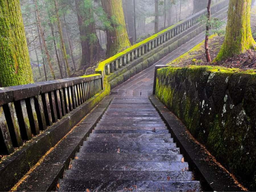 From Tokyo: Private Nikko World Heritage Sights One Day Trip - The car experience: comfort, language, and small perks