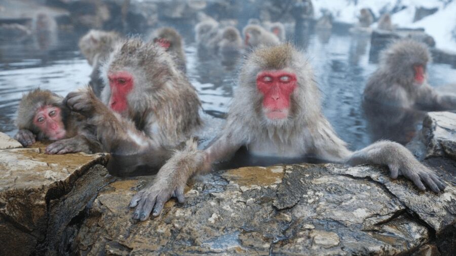 From Tokyo: Private Tour Snow Monkey Park & Zenko-ji Temple - Zenko-ji Temple: A Calm Reset After Cold-Winter Walking