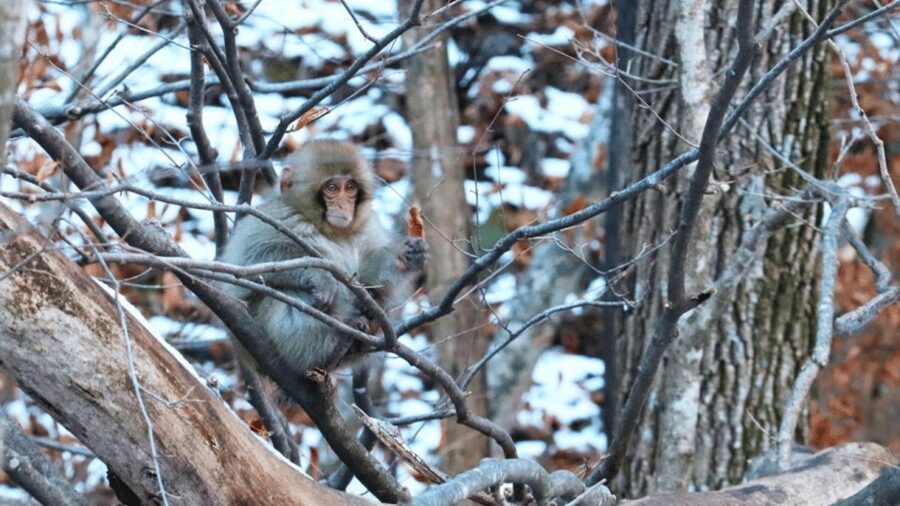 From Tokyo: Private Tour Snow Monkey Park & Zenko-ji Temple - Matsushiro Castle Ruins: Samurai-Era Atmosphere Without the Crowds