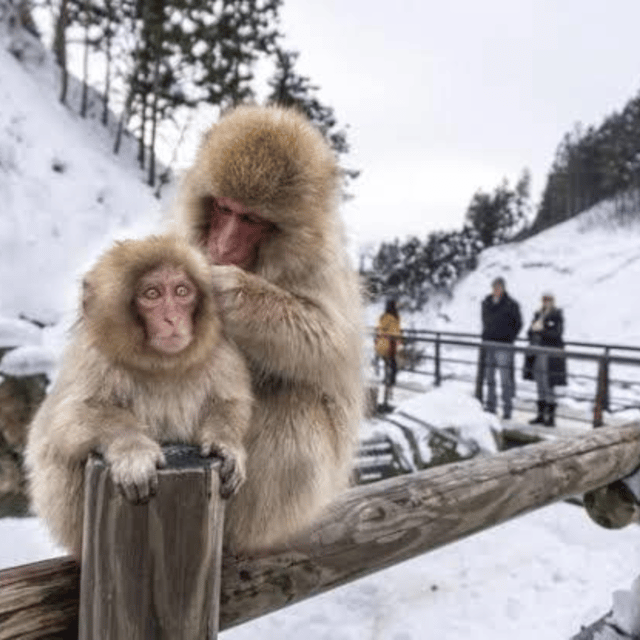 From Tokyo: Private Tour Snow Monkey Park & Zenko-ji Temple - The Full Day Timeline, and Why 10 Hours Makes Sense