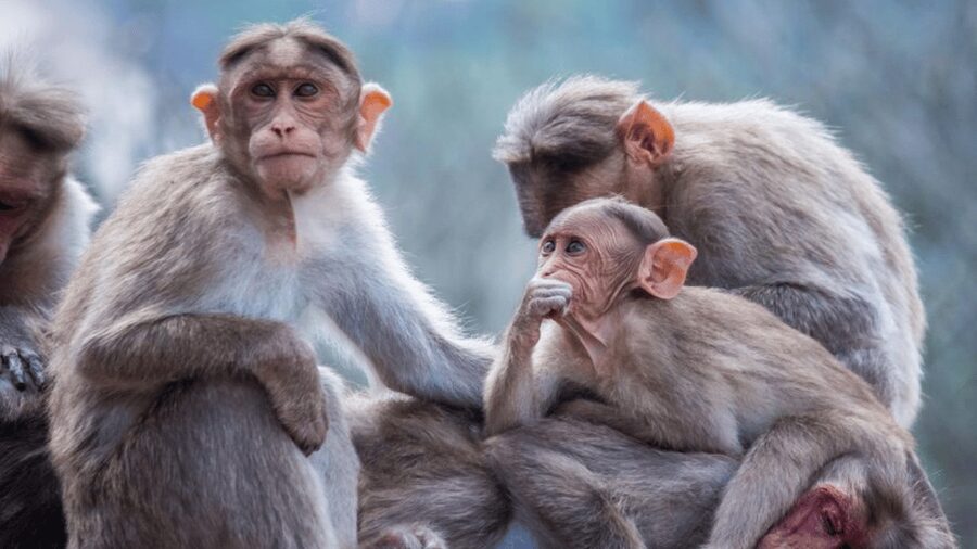 From Tokyo: Private Tour Snow Monkey Park & Zenko-ji Temple - Price, Value, and Who This Is Best For