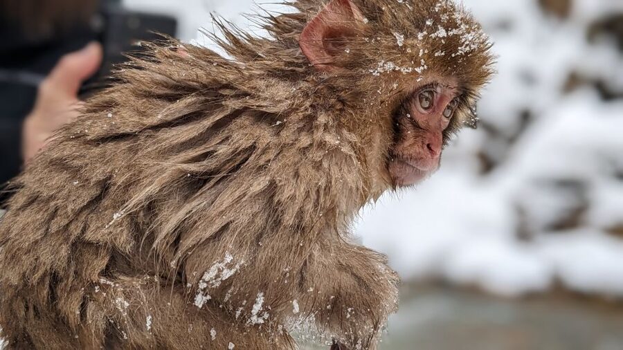 From Tokyo: Snow Monkey 1 Day Tour with Beef Sukiyaki Lunch - Should you book it? My practical take
