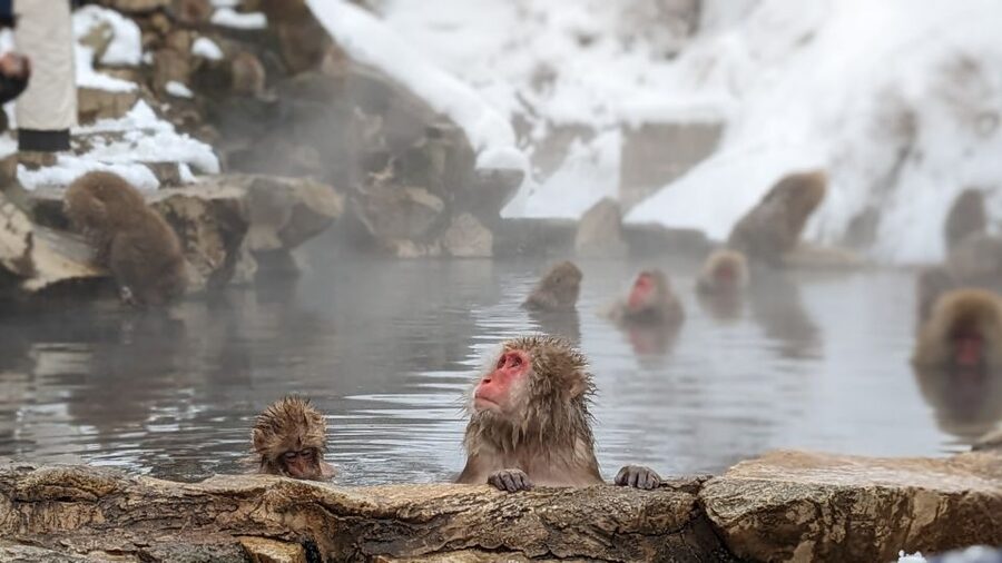 From Tokyo: Snow Monkey 1 Day Tour with Beef Sukiyaki Lunch - From Nishishinjuku to Jigokudani: The day-trip rhythm