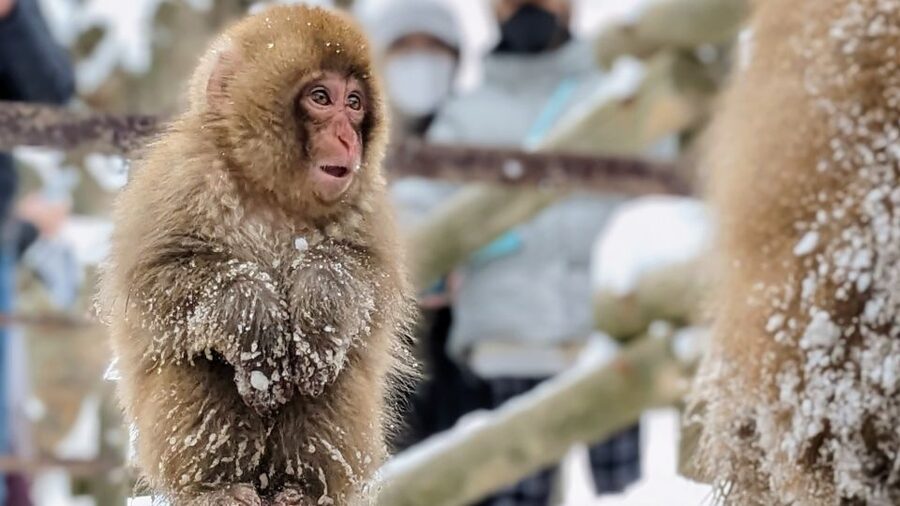 From Tokyo: Snow Monkey 1 Day Tour with Beef Sukiyaki Lunch - Getting serious about cold feet: walking time, footwear, and slipping risk