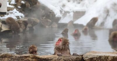 Snow Monkey 1 Day Tour with Beef Sukiyaki Lunch