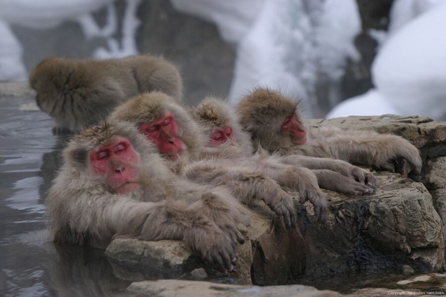 From Tokyo: Snow Monkey 1 Day Tour with Beef Sukiyaki Lunch - Tour guides, smooth pacing, and why the small details matter
