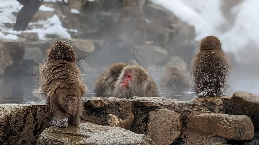 From Tokyo: Snow Monkey 1 Day Tour with Beef Sukiyaki Lunch - Price and value: why $151 can make sense for a Tokyo-to-Nagano day
