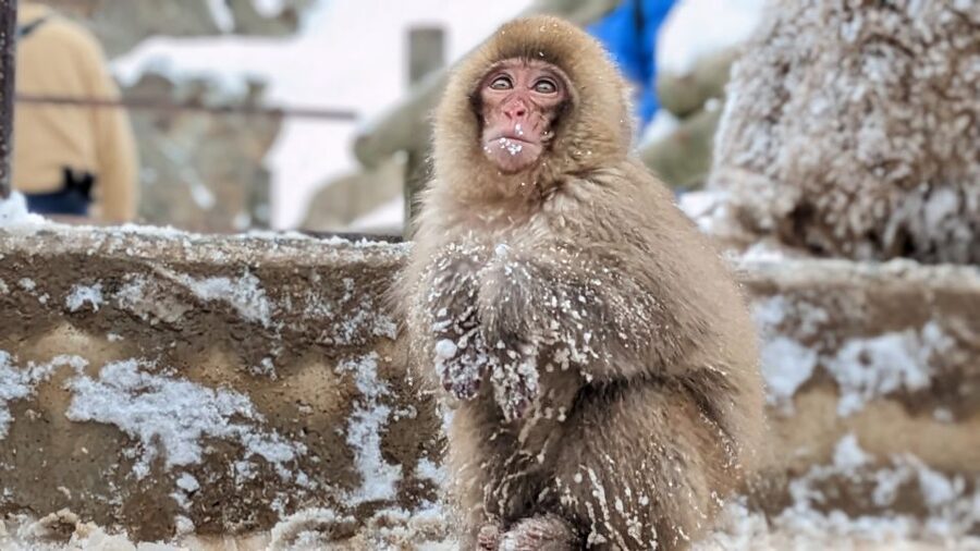 From Tokyo: Snow Monkey 1 Day Tour with Beef Sukiyaki Lunch - Who should book this snow monkey tour, and who should skip it