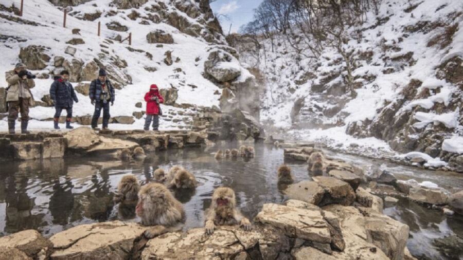 From Tokyo: Snow Monkey Park and Miso Production Day Tour - Comfort and safety details you should care about