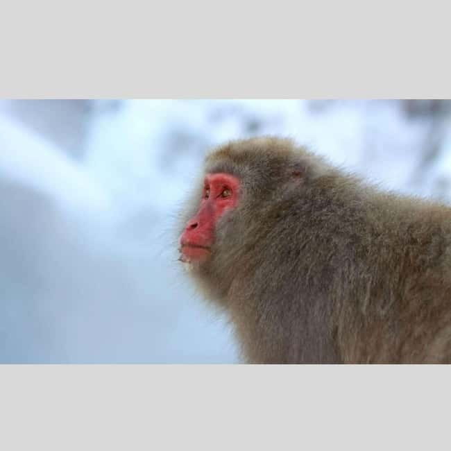 From Tokyo: Snow Monkey Park and Miso Production Day Tour - Value and the real payoff of a private Nagano loop