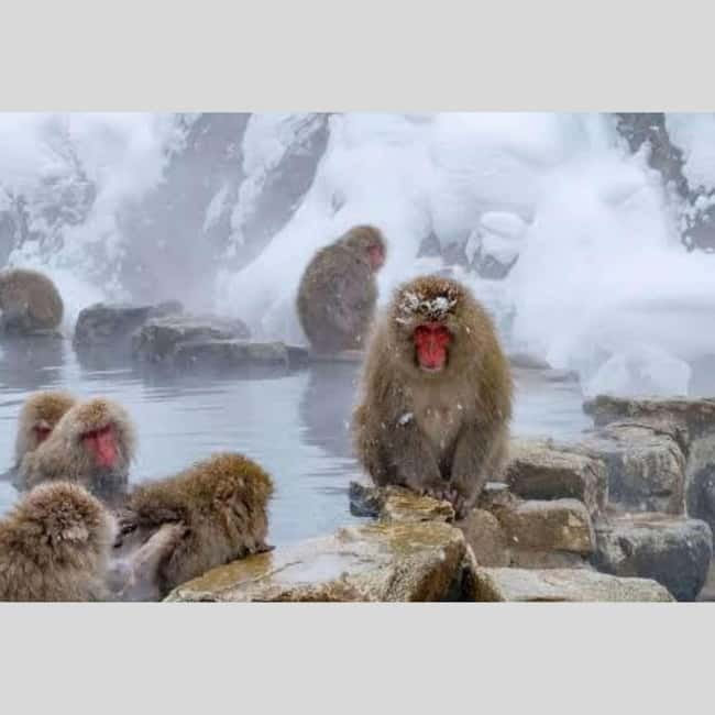 From Tokyo: Snow Monkey Park and Miso Production Day Tour - Obuse miso town: why this cultural stop feels different from normal shopping