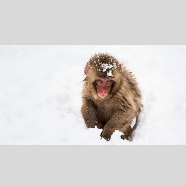 From Tokyo: Snow Monkey Park and Miso Production Day Tour - The guides, and why timing matters on this route