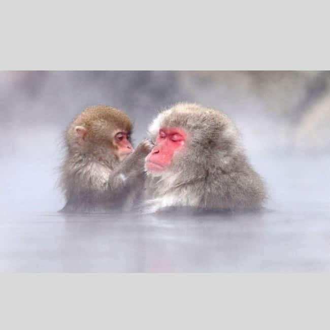 From Tokyo: Snow Monkey Park and Miso Production Day Tour - Door-to-door pickup in Tokyo, and how the day actually runs