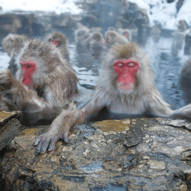 From Tokyo: Snow Monkey Park & Zenko-ji Temple Private Tour - Zenko-ji Temple: Pilgrimage, a Dark Tunnel, and the Amida Buddha