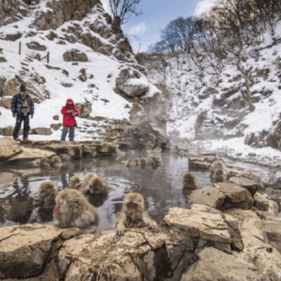 Snow Monkey Park & Zenko-ji Temple Private Tour