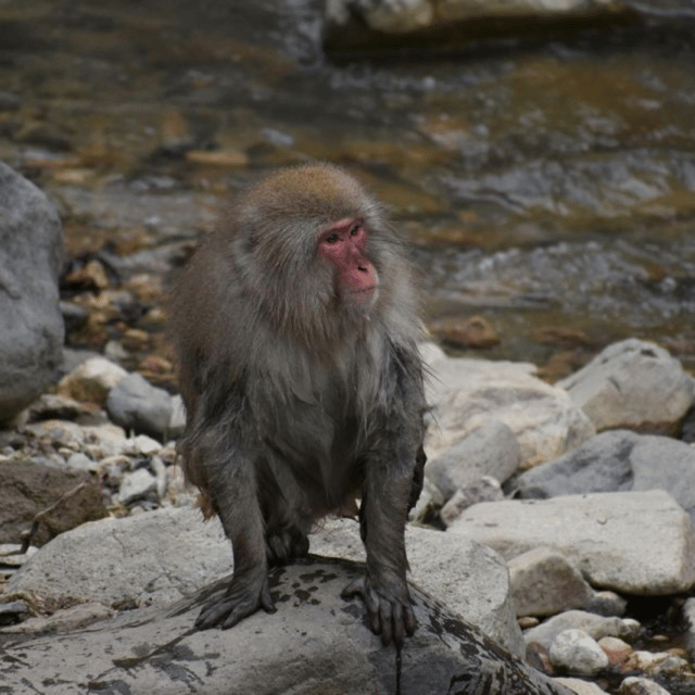 From Tokyo: Snow Monkey Park & Zenko-ji Temple Private Tour - Obuse and Hokusai Museum: Great Wave Energy Without the Crowds