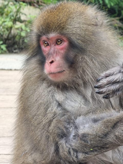 From Tokyo: Snow Monkey & Zenkoji Private Customize Tour - Totally customizable itinerary, and how to use it without overthinking