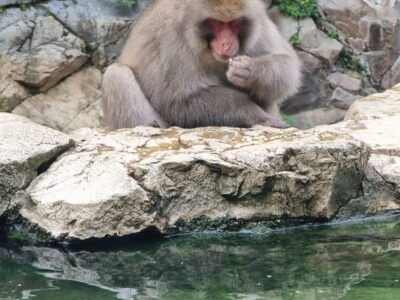 Snow Monkey & Zenkoji Private Customize Tour