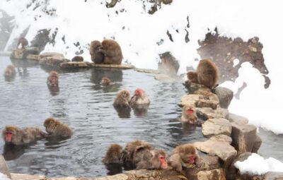 Snow Monkeys and Zenkoji Temple Day Trip