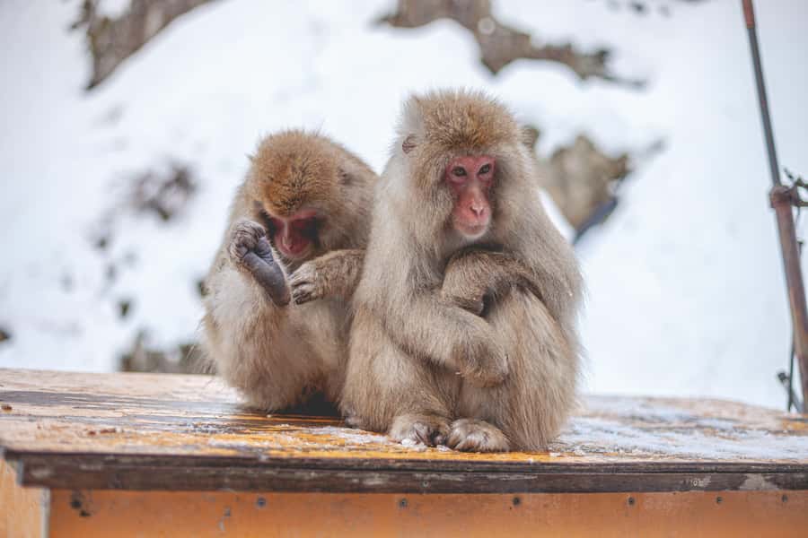 From Tokyo: Snow Monkeys and Zenkoji Temple Day Trip - Price and value: $515 per group up to 6