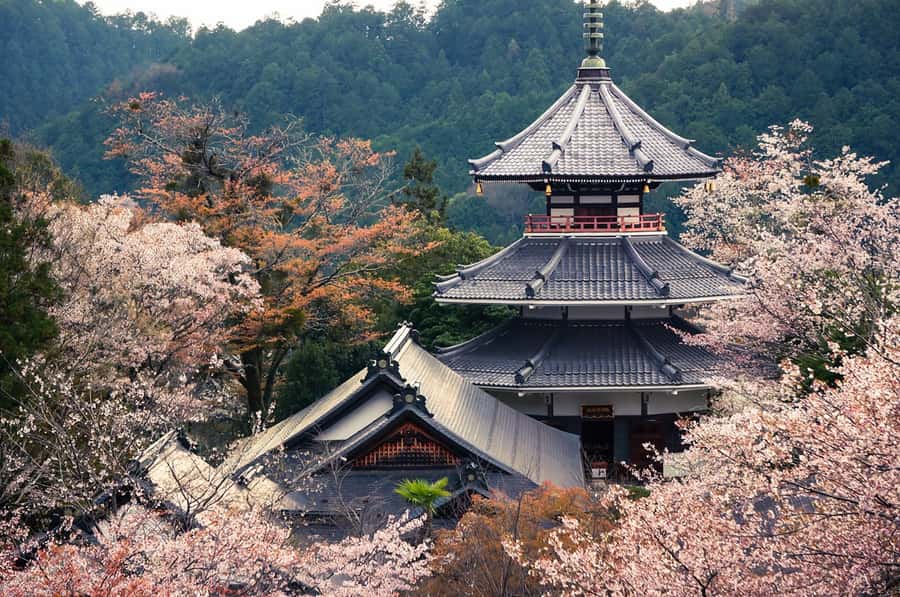 Fukuoka: Beppu Hells HotSpring, Frog Temple & Yufuin DayTrip - Beppu “Hells” and Sea Hell: where heat becomes a sight
