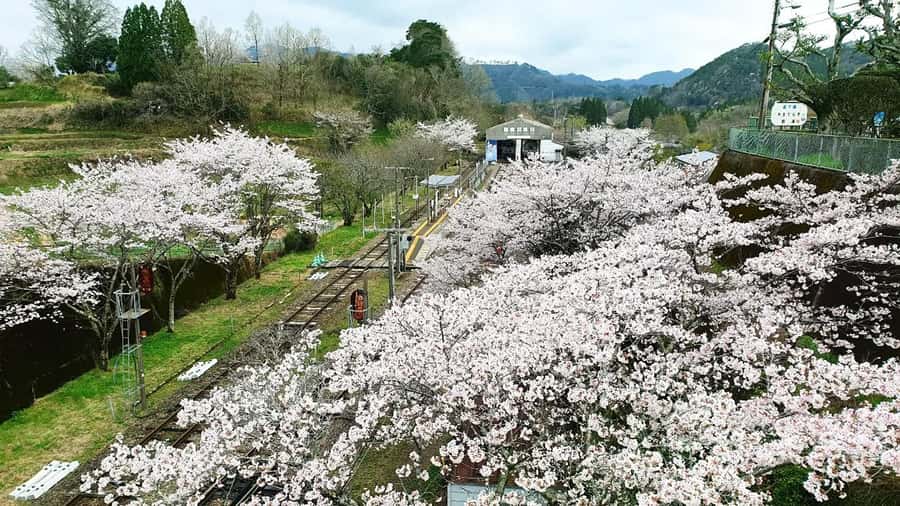 Fukuoka: Takachiho Gorge & Scenic Railway One Day Tour - Price and value: why $44 can work, and where extra costs appear