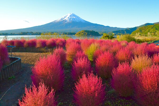 Full Day Tour to Mount Fuji in Spanish - Stop 8 to 10: Chureito Pagoda, Fuji Shrine Steps, and Lake Yamanakako Swans