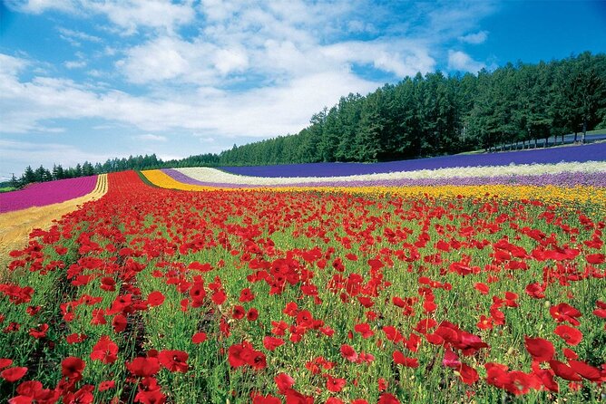 Furano & Biei 6 hour Tour: English Speaking Driver only, No Guide - Key points before you go