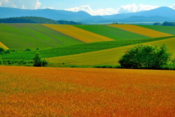 Furano & Biei 6 hour Tour: English Speaking Driver only, No Guide - Seasonal timing: when your choices matter most