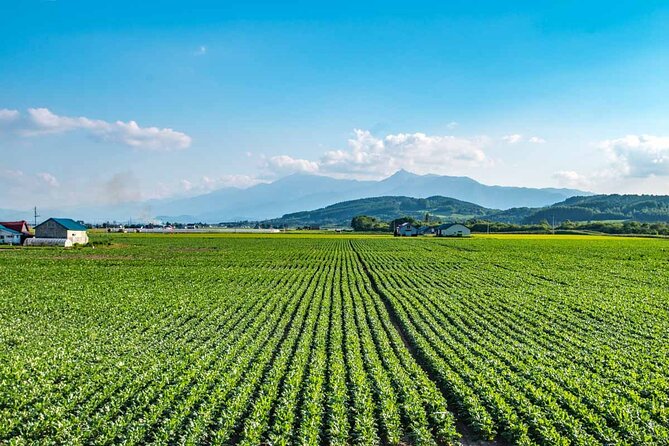 Furano & Biei 6 hour Tour: English Speaking Driver only, No Guide - Is this the right tour for you?