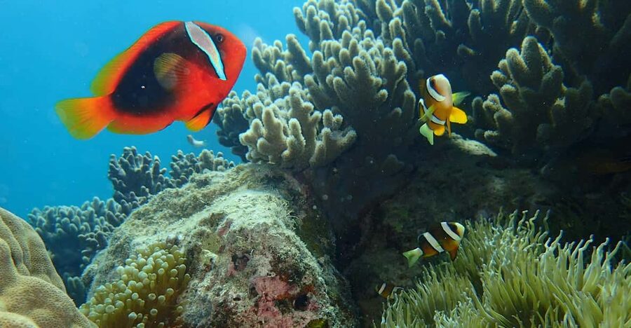 Half-Day Snorkeling Trip to Kerama - Kerama Blue snorkeling in 3 hours, and why that matters