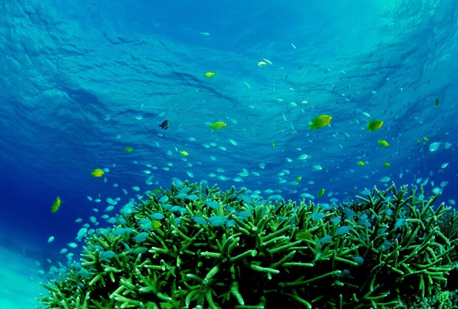 Half-Day Snorkeling Trip to Kerama - Your snorkeling session: equipment, life jacket rules, and staying together