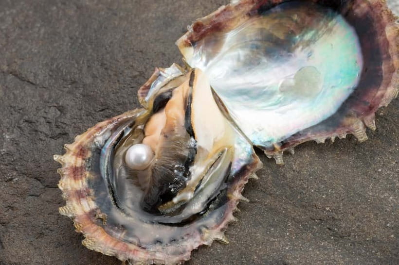 Hands-on Pearl Harvesting Workshop! - Pearl Harvesting at Kikuchi Pearl in Ise-Shima: What This Really Feels Like