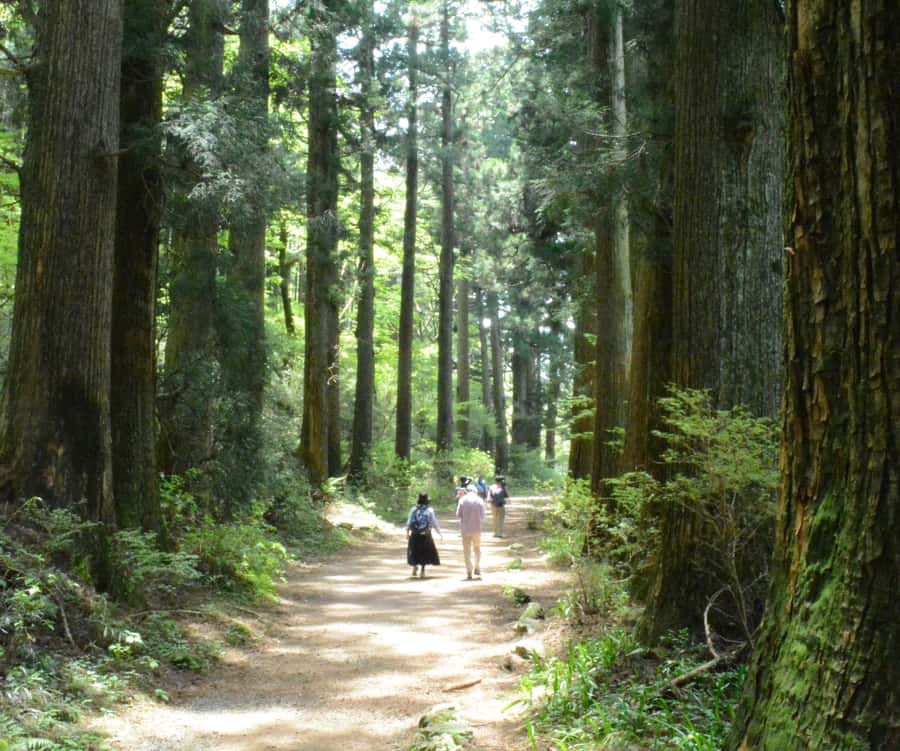 Hike Hakone Hachiri Japan Heritage Area - Lunch by the lake, then a deeper hike toward Yamanaka Castle Ruins