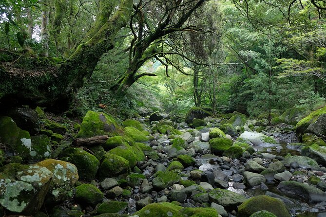 Hike Japan Heritage Hakone Hachiri (Half Day) - Lake Ashinoko Finish and Mt Fuji Photos When Weather Allows