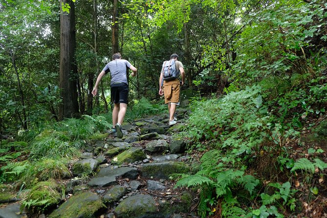 Hike Japan Heritage Hakone Hachiri with certified mountain guide - Cedar Trees of Hakone Old Road and the Hakone checkpoint moment