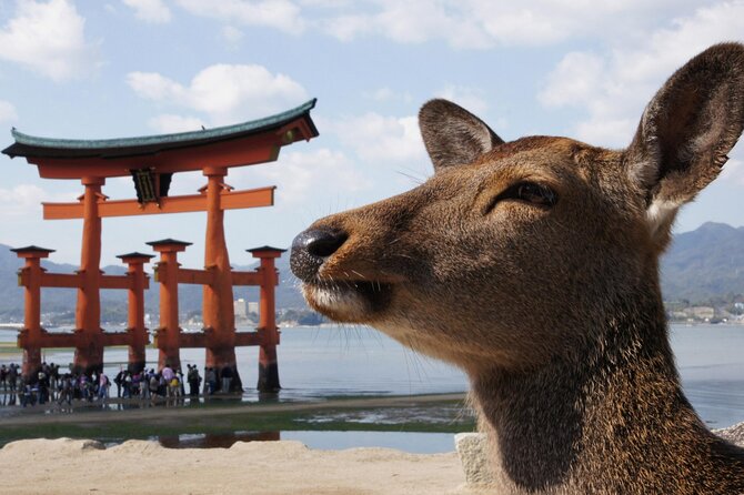 Hiroshima and Miyajima Bus Tour with Indian Lunch - Gandhi statue stop near the Dome, a quick but thoughtful pause